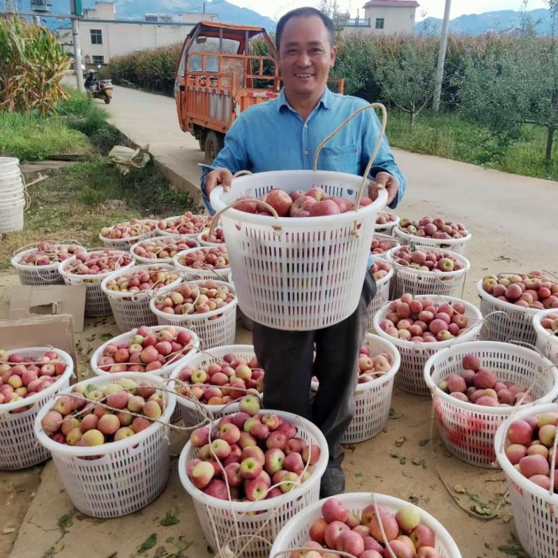 糖心丑苹果大量出货承接线上线下市场批发商超配送一件代发等