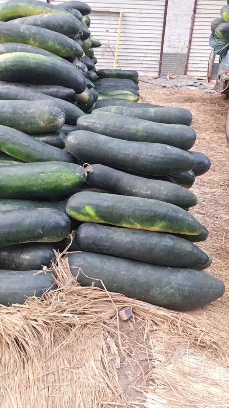大量供应，精品地冬瓜