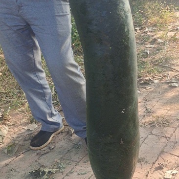大量供应，精品地冬瓜