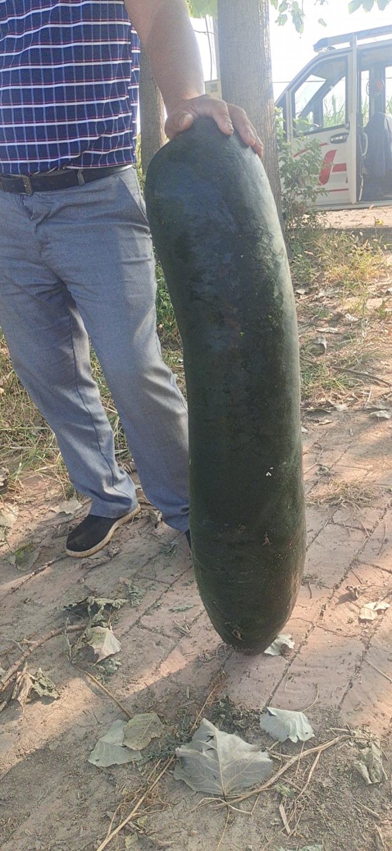大量供应，精品地冬瓜