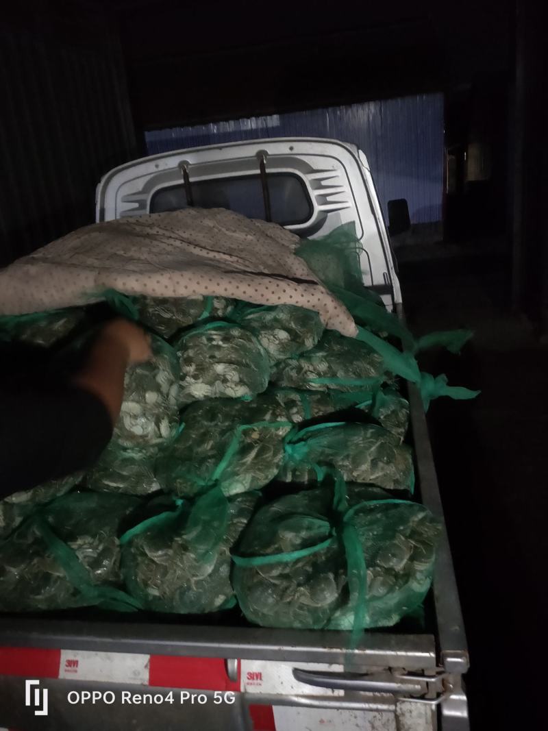 常年大量批发山东大闸蟹