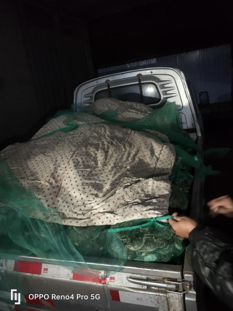 常年大量批发山东大闸蟹