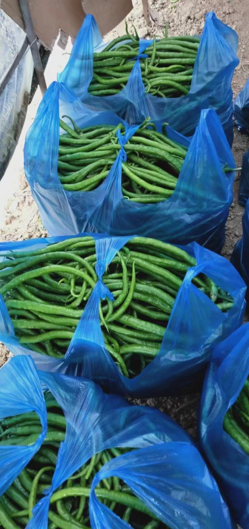 随行就市电议青线椒二荆条辣椒青线椒蔬菜勐龙尖椒羊角椒鲜线