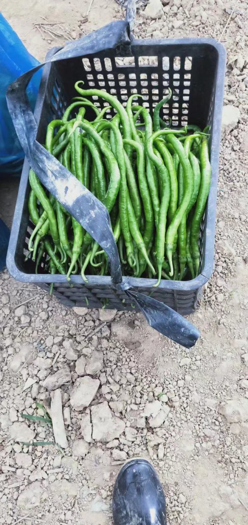 随行就市电议青线椒二荆条辣椒青线椒蔬菜勐龙尖椒羊角椒鲜线