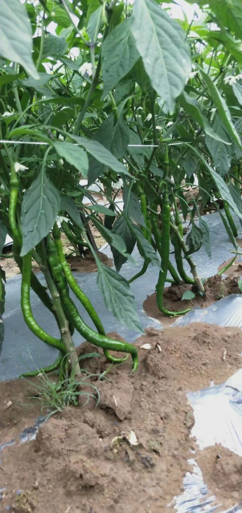 随行就市电议新鲜青线椒二荆条线椒新鲜二荆条一手货源直供