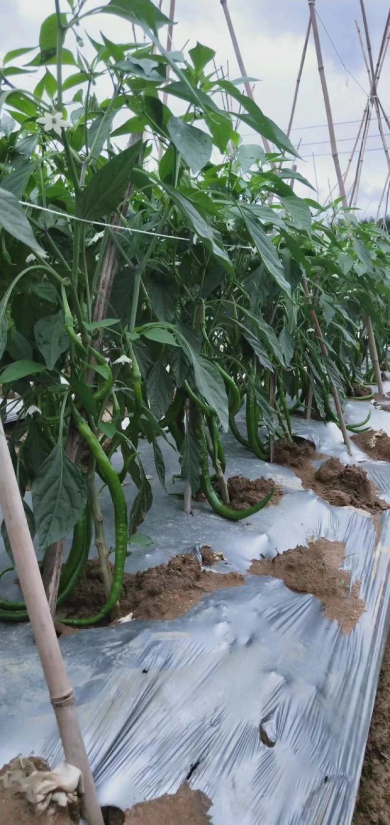 随行就市电议新鲜青线椒二荆条线椒新鲜二荆条一手货源直供