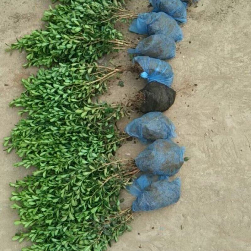 河北定州-大量小叶黄杨金边黄杨大叶黄杨朝鲜黄杨
