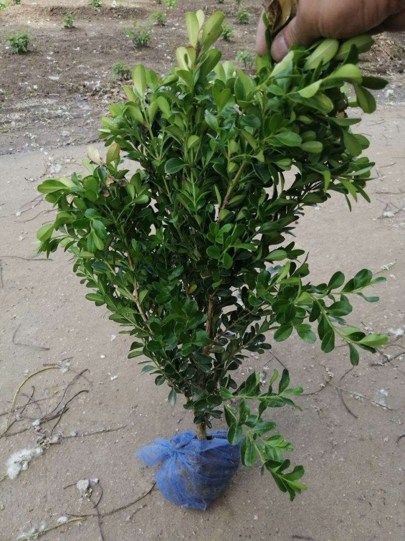 河北定州-大量小叶黄杨金边黄杨大叶黄杨朝鲜黄杨