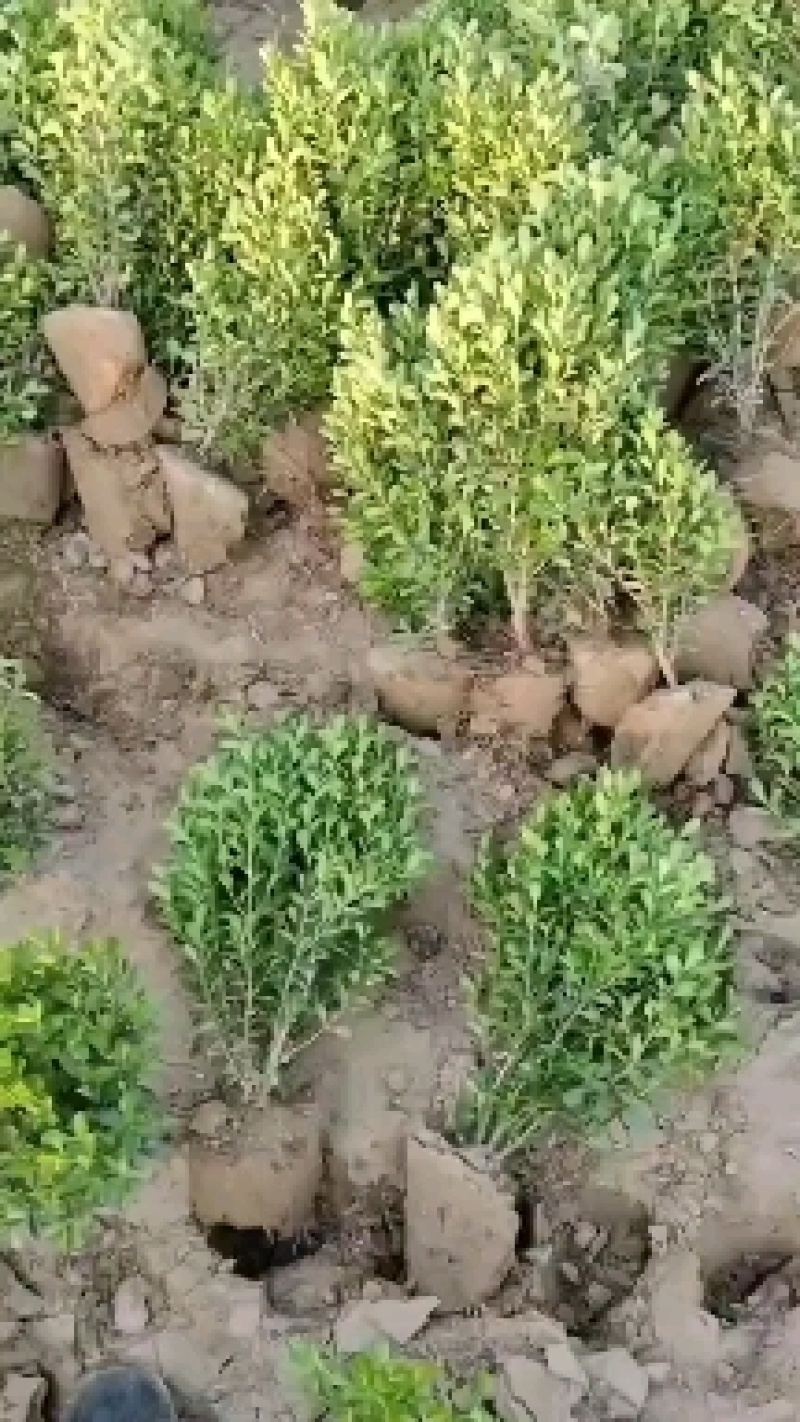 河北定州-大量小叶黄杨金边黄杨大叶黄杨朝鲜黄杨