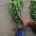 河北定州-大量小叶黄杨金边黄杨大叶黄杨朝鲜黄杨