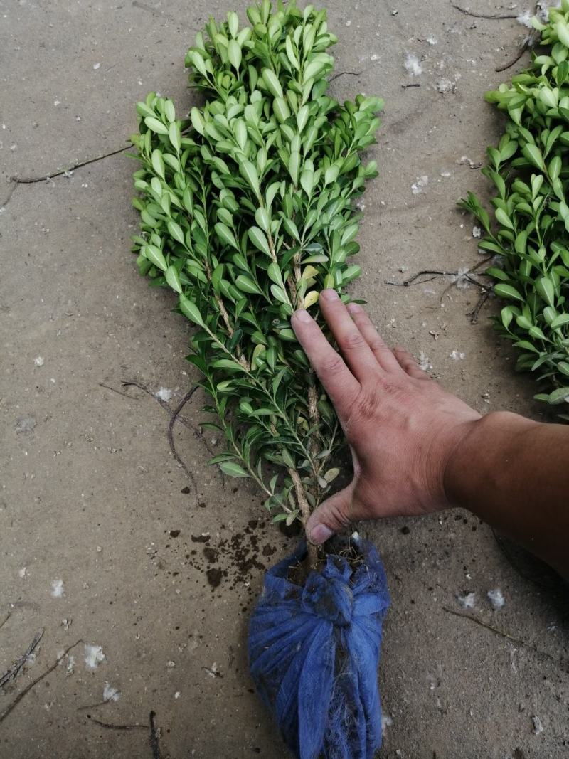 河北定州-大量小叶黄杨金边黄杨大叶黄杨朝鲜黄杨