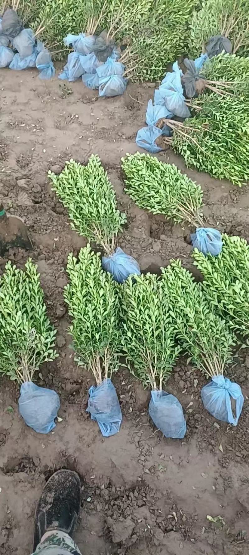 河北定州-大量小叶黄杨金边黄杨大叶黄杨朝鲜黄杨