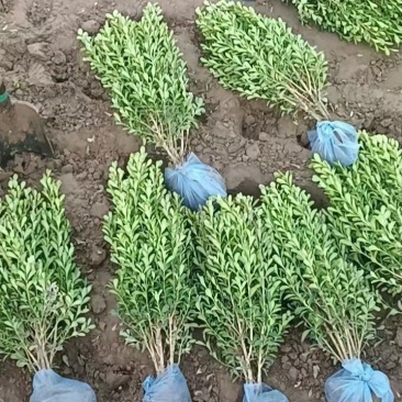 河北定州-大量小叶黄杨金边黄杨大叶黄杨朝鲜黄杨
