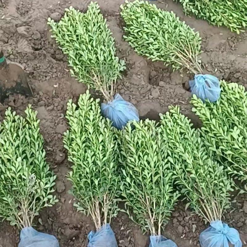 河北定州-大量小叶黄杨金边黄杨大叶黄杨朝鲜黄杨