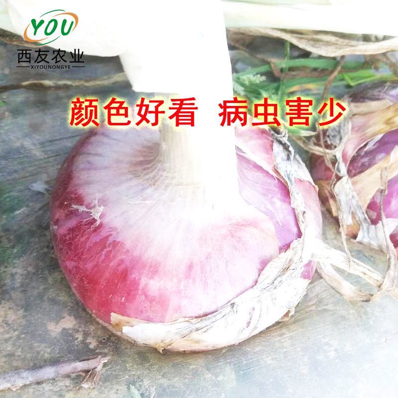 河南洋葱苗，河西二红洋葱苗基地发货，产量高，抗病能力强