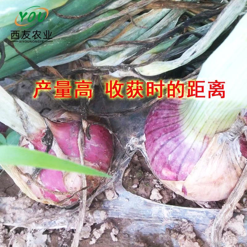 河南洋葱苗，河西二红洋葱苗基地发货，产量高，抗病能力强