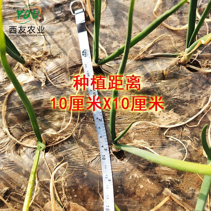 河南洋葱苗，河西二红洋葱苗基地发货，产量高，抗病能力强