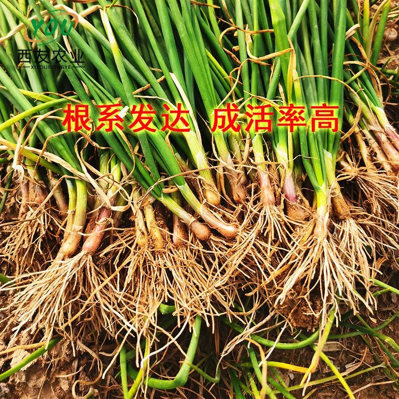 河南洋葱苗，河西二红洋葱苗基地发货，产量高，抗病能力强