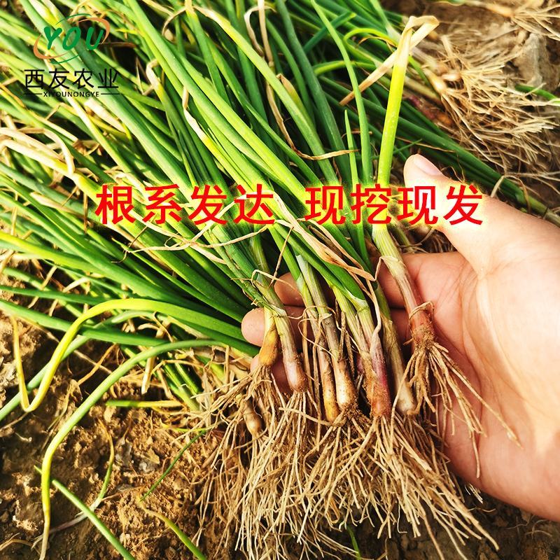 半高桩洋葱苗，二红洋葱苗，基地发货，提供种植技术，可回收