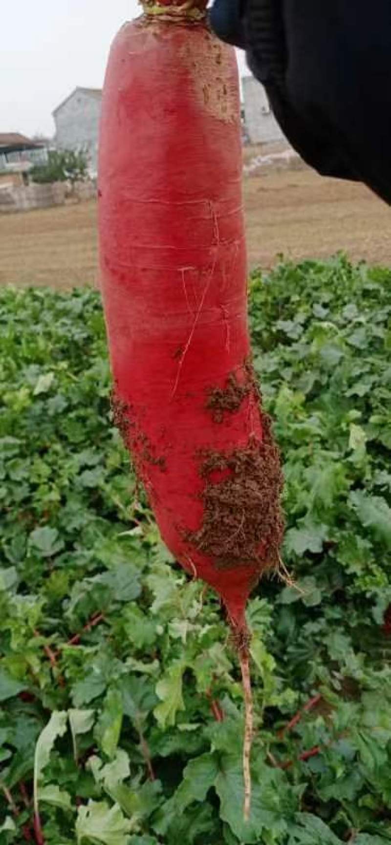 优质陆地红萝卜，基地大量供应全国接单欢迎老板下单订货。