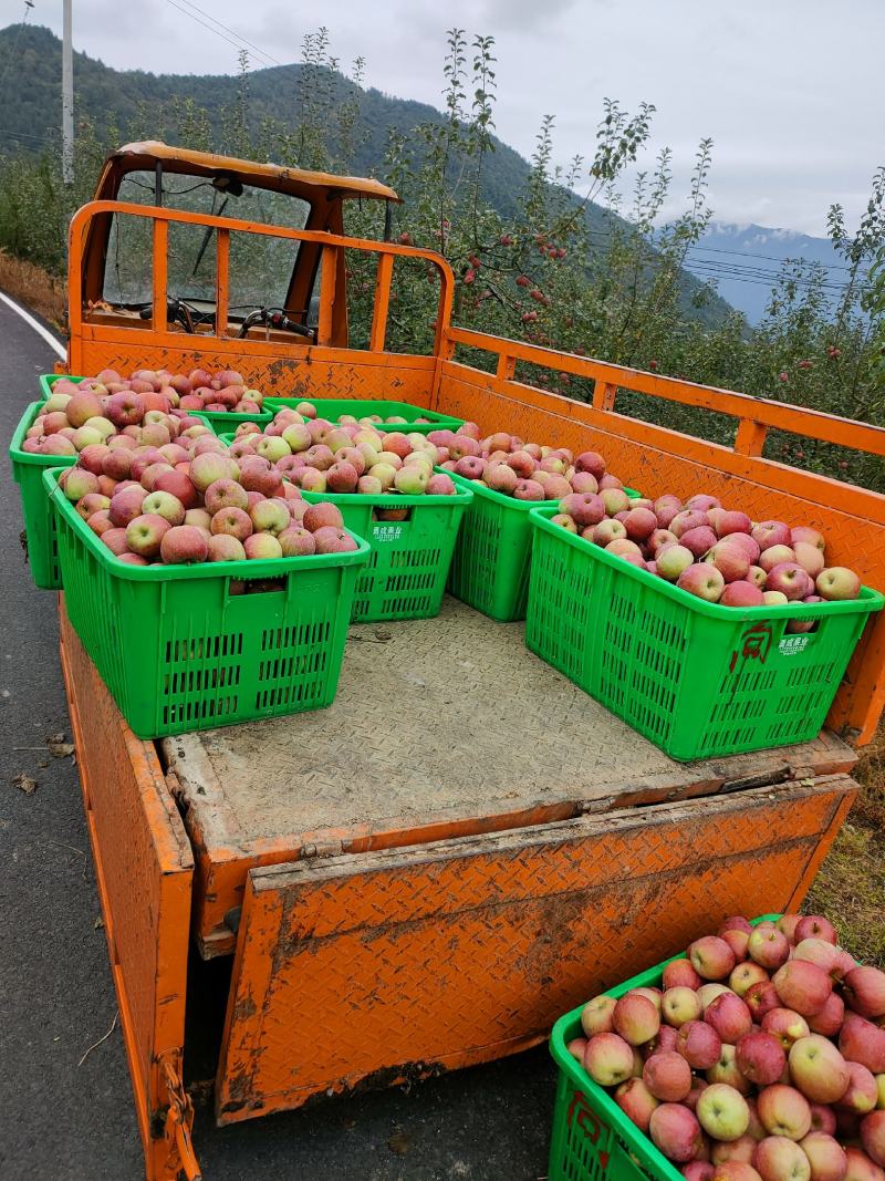 糖心苹果，汉源高山红富士，电商果，商品果，基地直发