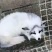 狐狸银狐