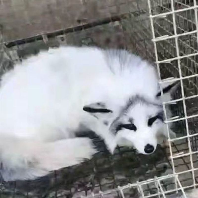狐狸银狐