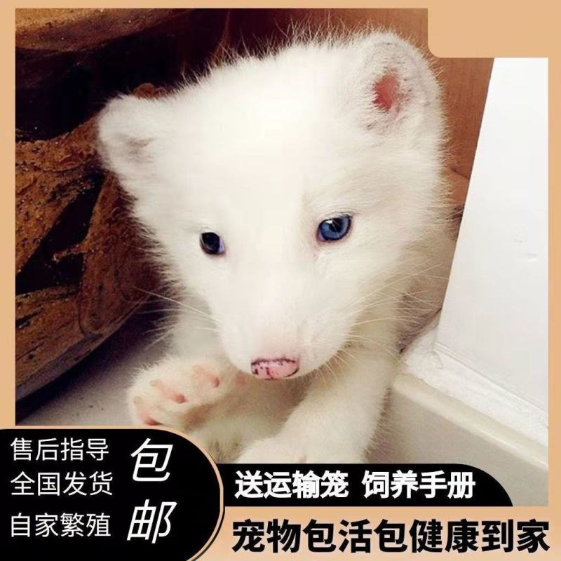 狐狸银狐