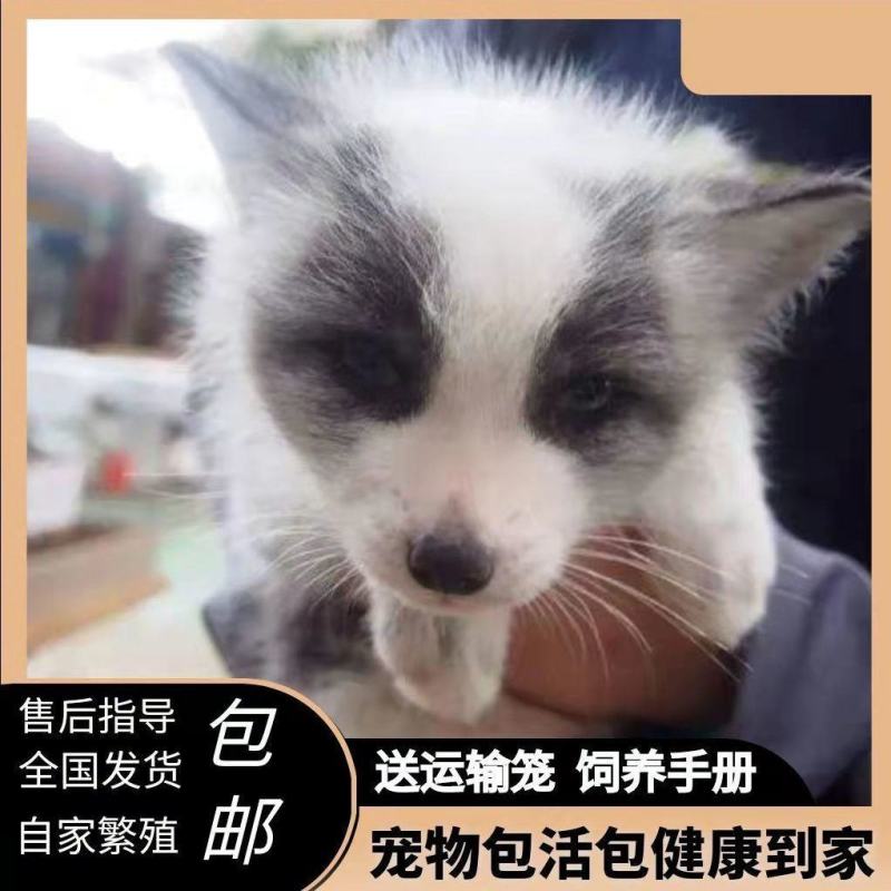 狐狸银狐