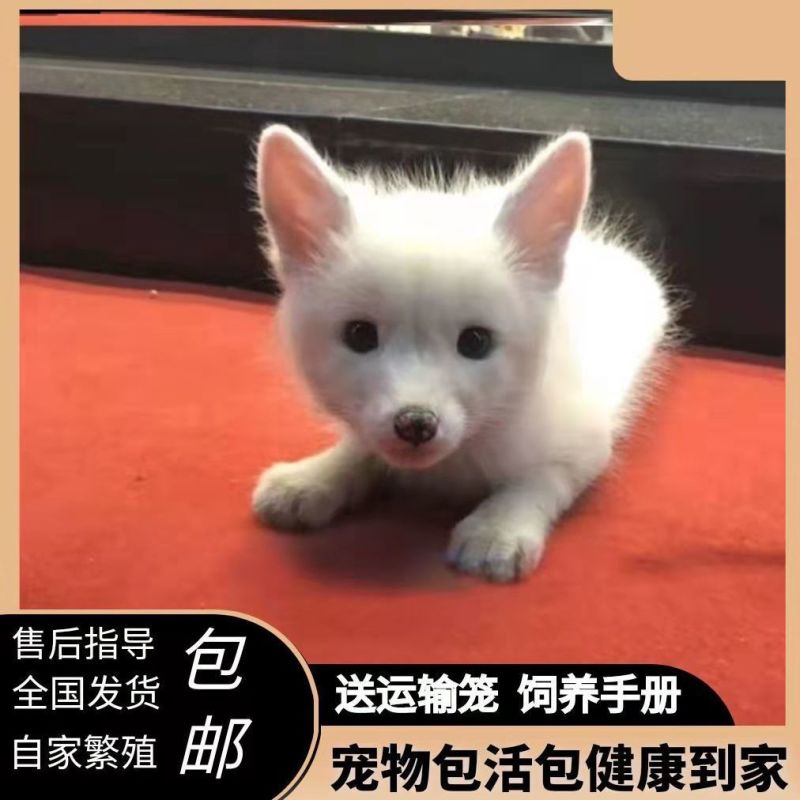 狐狸银狐
