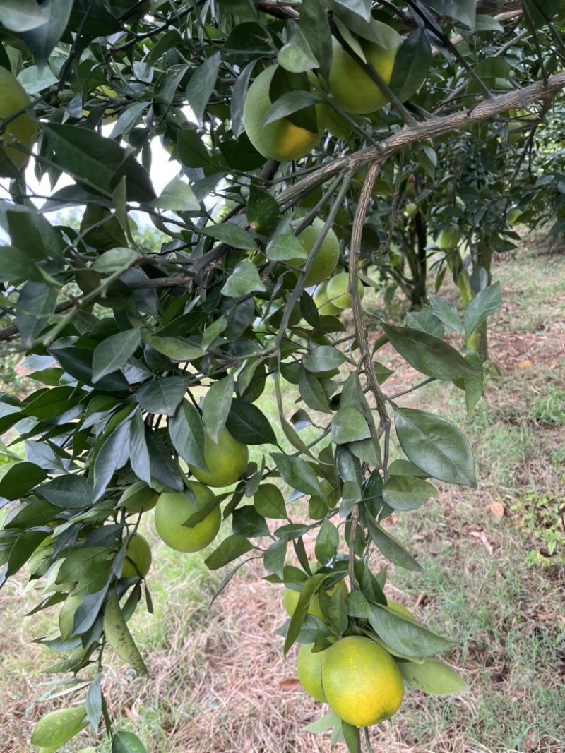 湖北宜昌蜜桔大量上市中，口感甜，入口化渣，颜色好