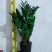 海南金钱树种植户，量大从优，价位与质量成正比才是硬道理