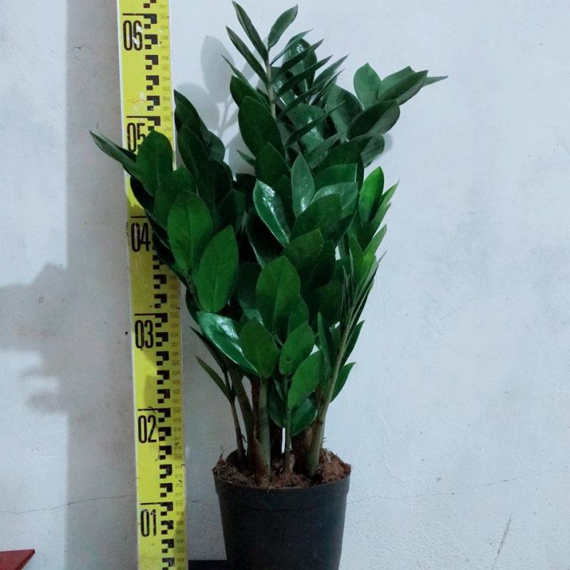 海南金钱树种植户，量大从优，价位与质量成正比才是硬道理