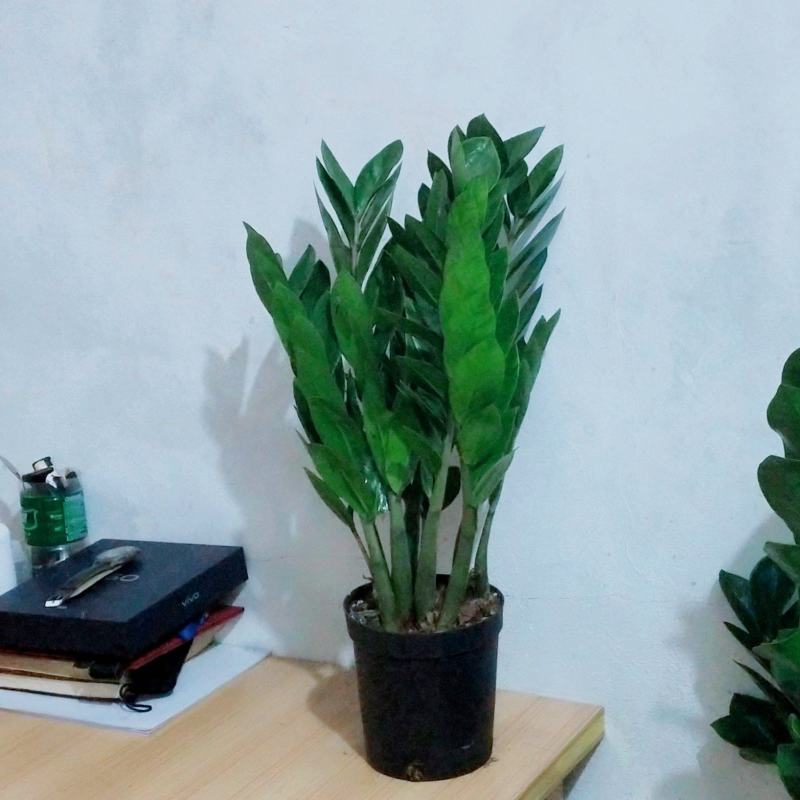 海南金钱树种植户，量大从优，价位与质量成正比才是硬道理