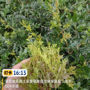 藤茶来凤藤茶，北纬30度天然含硒，黄酮藤茶