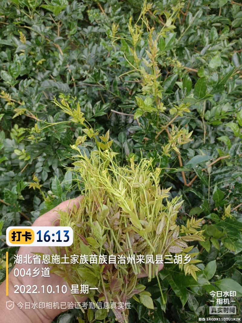 藤茶来凤藤茶，北纬30度天然含硒，黄酮藤茶