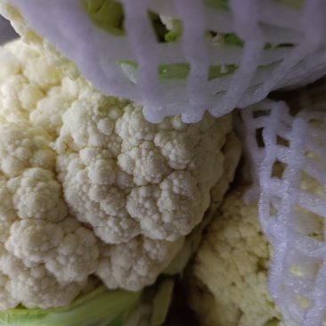 无公害新鲜白面青梗有机花菜松花菜大量上市中
