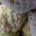 无公害新鲜白面青梗有机花菜松花菜大量上市中