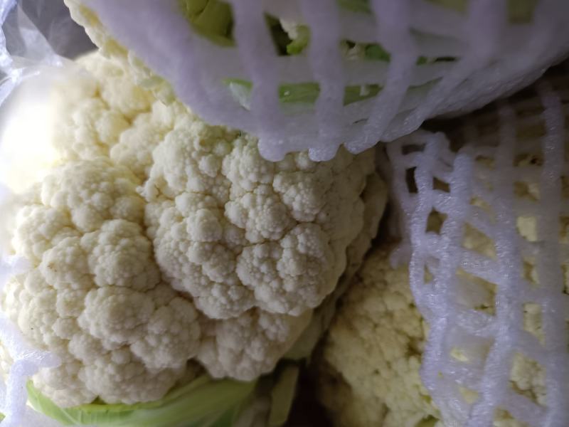 无公害新鲜白面青梗有机花菜松花菜大量上市中