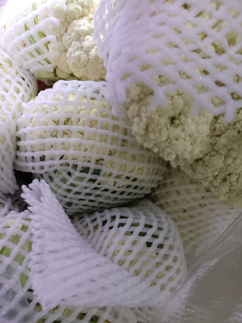 无公害新鲜白面青梗有机花菜松花菜大量上市中