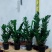 海南金钱树种植户，量大从优，价位与质量成正比才是硬道理
