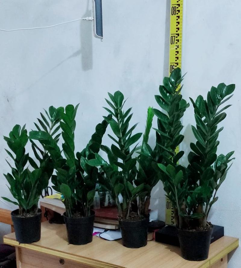 海南金钱树种植户，量大从优，价位与质量成正比才是硬道理