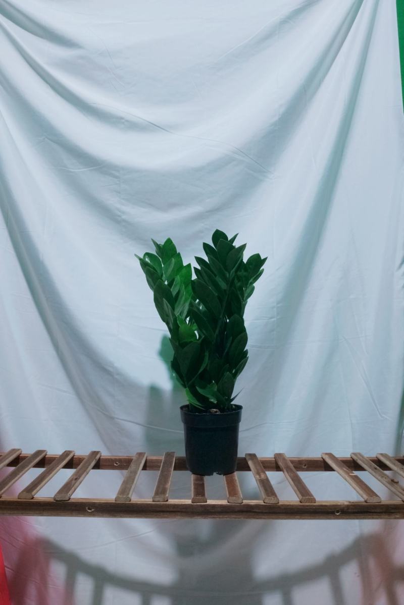 海南金钱树种植户，量大从优，价位与质量成正比才是硬道理