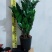 海南金钱树种植户，量大从优，价位与质量成正比才是硬道理