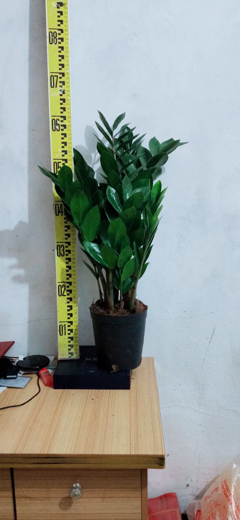 海南金钱树种植户，量大从优，价位与质量成正比才是硬道理