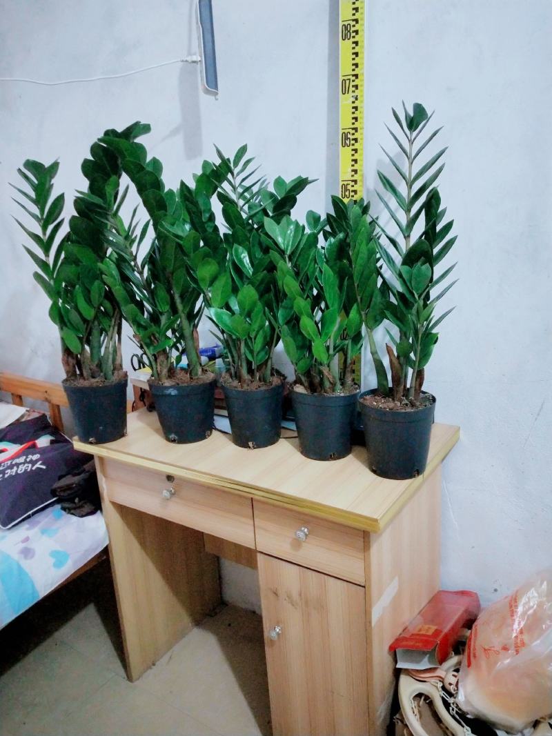 海南金钱树种植户，量大从优，价位与质量成正比才是硬道理