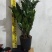 海南金钱树种植户，量大从优，价位与质量成正比才是硬道理