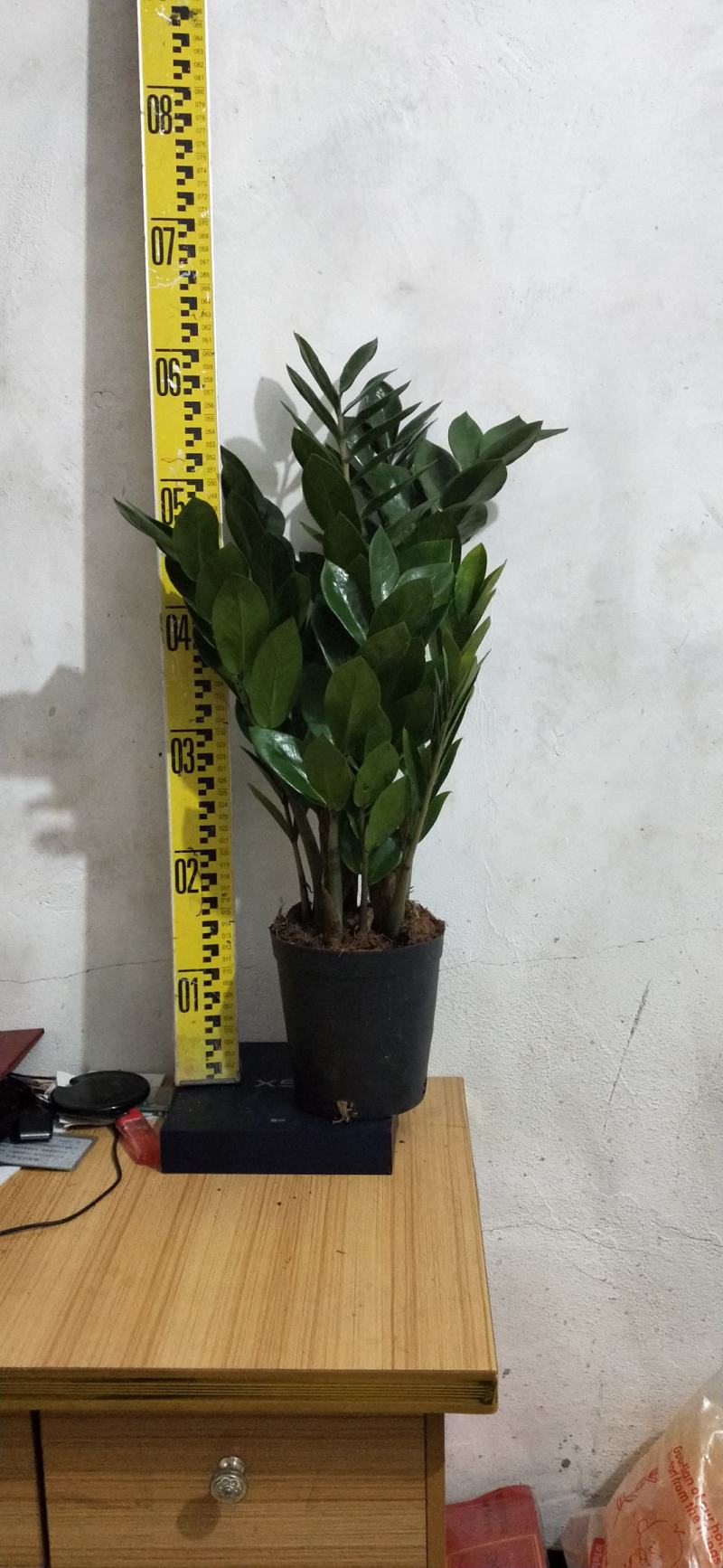 海南金钱树种植户，量大从优，价位与质量成正比才是硬道理
