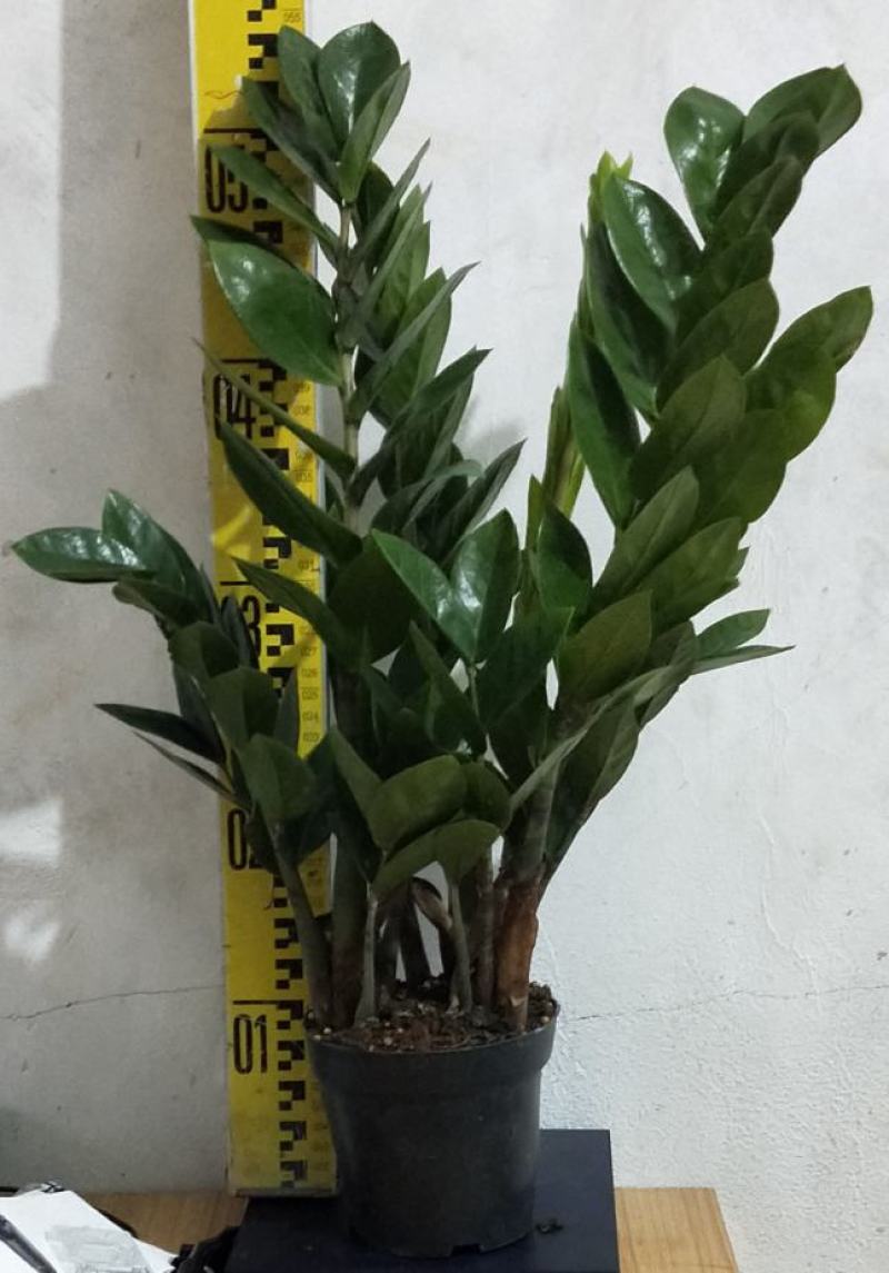 海南金钱树种植户，量大从优，价位与质量成正比才是硬道理