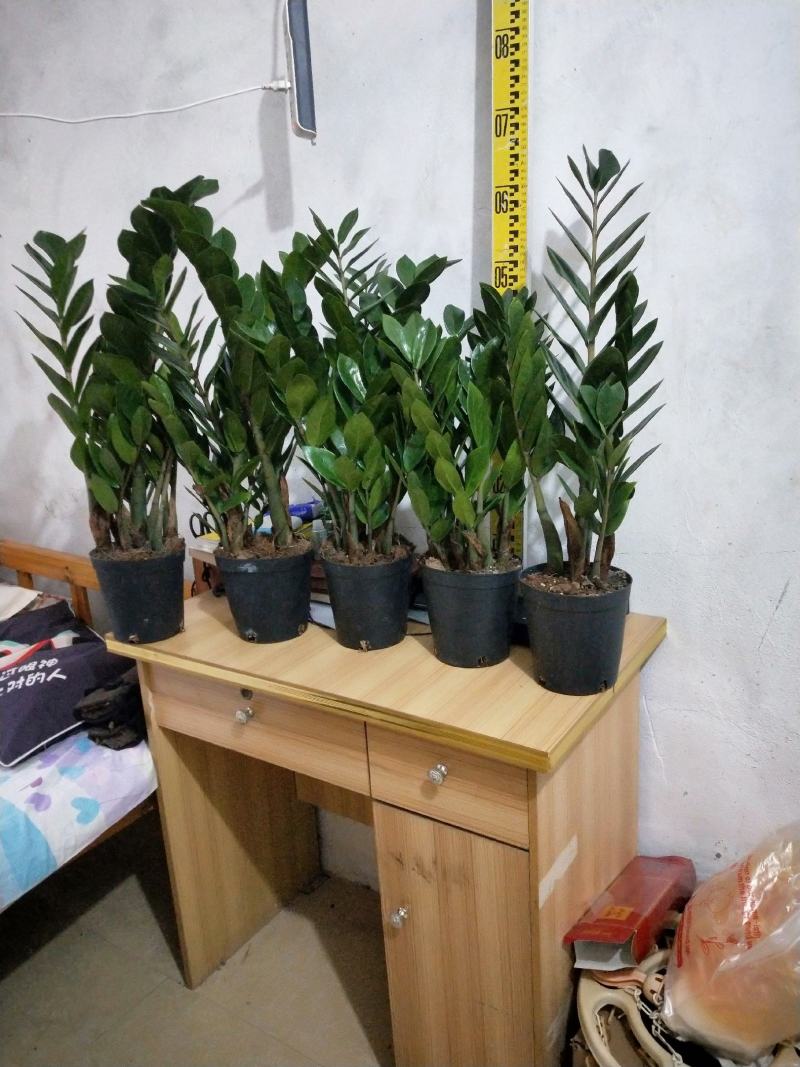 海南金钱树种植户，量大从优，价位与质量成正比才是硬道理
